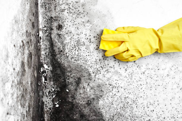 Best Biohazard Mold Removal  in Bala Cynwyd, PA